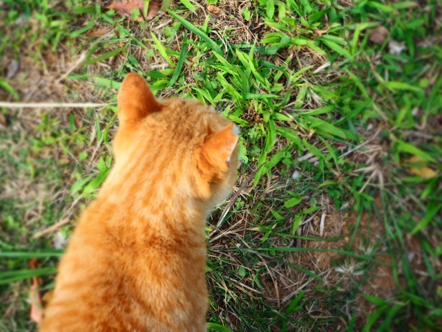 猫と草